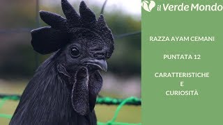 La Razza Ayam Cemani  Caratteristiche di questa razza avicola  Puntata 12 [upl. by Emelita]