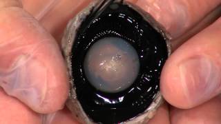 Detailed Cow Eye Dissection Part II Jr High High School and College Review [upl. by Helena]