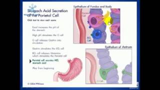 FISIOLOGIA SECRECION GASTRICA [upl. by Bayer66]