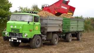 IFA L 60 in der Kartoffelernte 2013 in Großalsleben [upl. by Hajan911]