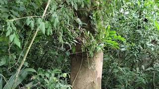 ARBOL DE GUACAMAYO O BAYETO ALBIZIA NIOPOIDES RESERVA NATURAL LOS GUAIMAROS [upl. by Orravan]