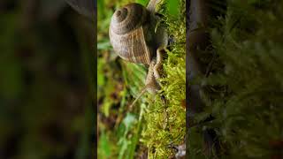 Snail Moving Close Up [upl. by Mumford646]