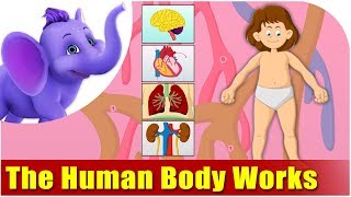 Lets Learn How The Human Body Works [upl. by Firooc]