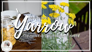 Medicinal Uses for Yarrow—The ULTIMATE Homestead Herb [upl. by Elocen589]