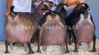 Worlds No 1 Heaviest Milking Saanen Goat Full Documentary  1200 Kg Milk Per Lactation [upl. by Ahsocin752]