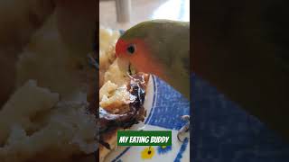 Bulking Up Cheese Pie parrot parrots eating birds pets fyp shortsvideo subscribe animals [upl. by Shue]