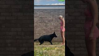 🔝Training German Shepherd dogtraining germanshepherd belgianmalinois malinois workingdog dog [upl. by Hach718]