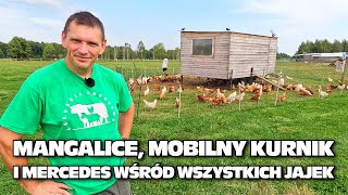 Mangalice mobilny kurnik i mercedes wśród wszystkich jajek Lubuskie Angusowo [upl. by Shwalb]