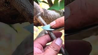 Grafting  mini wood toywood working art skill wood  hand crafts  facts [upl. by Pasho]