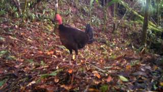 Erstmalig Aufnahmen des Waigeo brush turkey BraunbrustBuschhuhn [upl. by Jacklin242]