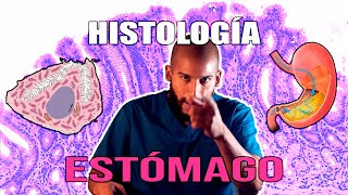 Histología  Estómago Jugo Gástrico Células Mucosa y DEMÁS [upl. by Sikko]