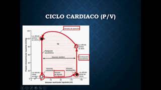 Ciclo cardíaco Presión Volumen [upl. by Richela]