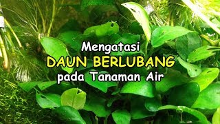 Mengatasi Daun Berlubang pada Aquascape  Anubias [upl. by Ames]