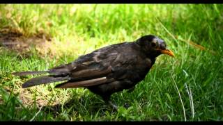 Moulting Blackbird Turdus merula ♂  Amsel bei der Mauser 1 [upl. by Ahsiym]