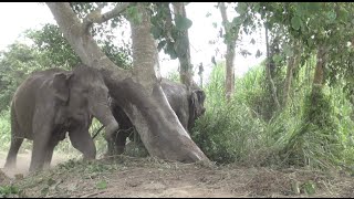 Elephants off their chain for the first time Full HD  ElephantNews [upl. by Jarrow737]