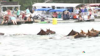 Thousands attend 2024 Chincoteague Pony Swim [upl. by Nadia]