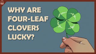 Why are FourLeaf Clovers Lucky [upl. by Yttik392]