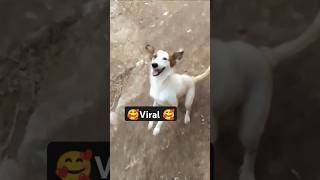 Viral ho ga ya dog ki video [upl. by Bluma108]