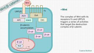 Wnt Signal Pathway [upl. by Lasko]