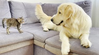 Golden Retriever Meets New Tiny Kitten For The First Time [upl. by Leasi]