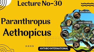 Paranthropus Aethiopicus Early Hominid [upl. by Devine]