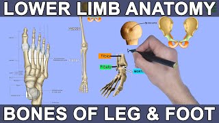 Lower Limb Anatomy  Bones and Joints [upl. by Aehc]