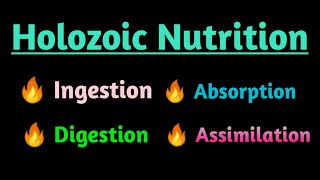 Holozoic NutritionProcess of Holozoic Nutrition  Ingestion  Digestion  Absorption  Assimilation [upl. by Ano]