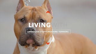 ALL ABOUT LIVING WITH AMERICAN STAFFORDSHIRE TERRIERS [upl. by Thaine804]