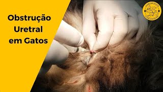 Gato urinando sangue Obstrução Urinária em Gatos O que fazer [upl. by Latona]