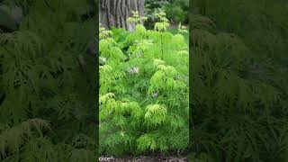 Lemony Lace® Elderberry Sambucus [upl. by Hershel618]