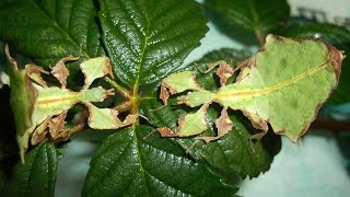 5 Giant Leaf Insects on my hand Phyllium giganteum Inferion7 [upl. by Nahsaj]