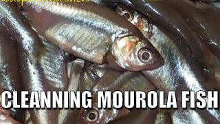 HOW TO CLEAN MOUROLA FISH BY HAND MOST EASY WAY FOR COOKING [upl. by Beatty646]