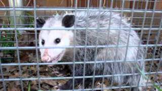 Mad Hissing Possum [upl. by Tihw]