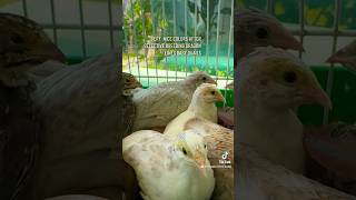 2024 selective breeding quail [upl. by Latnahs]