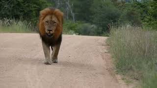 Lion Walking down the road majestically lion wildlife animlals [upl. by Elery]