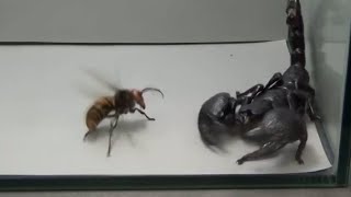 Giant Hornet vs Scorpion Tarantula and Praying mantis [upl. by Dunaville]