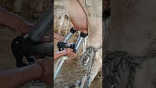 Delevel milking mashine for animal milkingmachineforcow milking animals viralvideo viralshorts [upl. by Anit504]