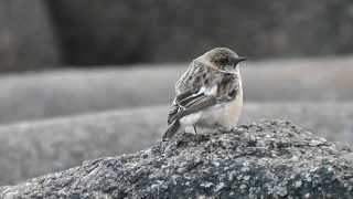 Caspian Stonechat St Agnes 211113 [upl. by Ynnavoig147]