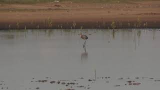 Aigrette roussâtre Egretta r rufescens Reddish Egret [upl. by Clint44]