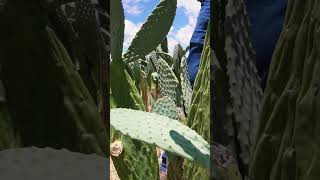 HUERTA DE NOPAL FORRAJERO nopal huerta agricultura rancho campo [upl. by Brendan197]