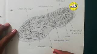 OPALs DiagramParamecium [upl. by Onaicnop796]