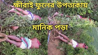 😱😲ক্ষীরাই ফুলের উপত্যকাতে মানিক পড়া ও মানিক চেতন dailyvlog harharmahadev [upl. by Ahsinot]