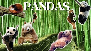 Everything about the three different types of pandas The Giant Panda Brown Panda and Red Panda [upl. by Tap]