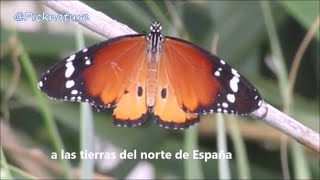 Danaus chrysippus PN de El Hondo Crevillente Alicantees [upl. by Yrtsed]