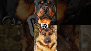 ROTTWEILER VS GERMAN SHEPHERDDOBERMANBELGIAN MALINOISDUTCH SHEPHERDTOP 5 MILITARY DOG BREEDS [upl. by Aix]