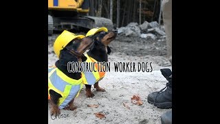 Construction Worker Wiener Dogs [upl. by Farrington]