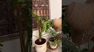 The unseen heroes of Riad Alkemia airbnb riadmarrakech marrakech riad [upl. by Ranice]