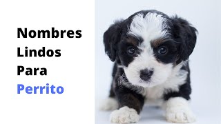 Lindos nombres para perritos [upl. by Larrej403]