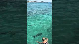 Snorkeling with Tarpons Grand Cayman [upl. by Nelleeus155]