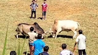 nyuj sib nraus nyob zos moos oo 🐂🔥 ນາຍາວ 5102024nyujsibnraus hmonginlaos [upl. by Ivek]